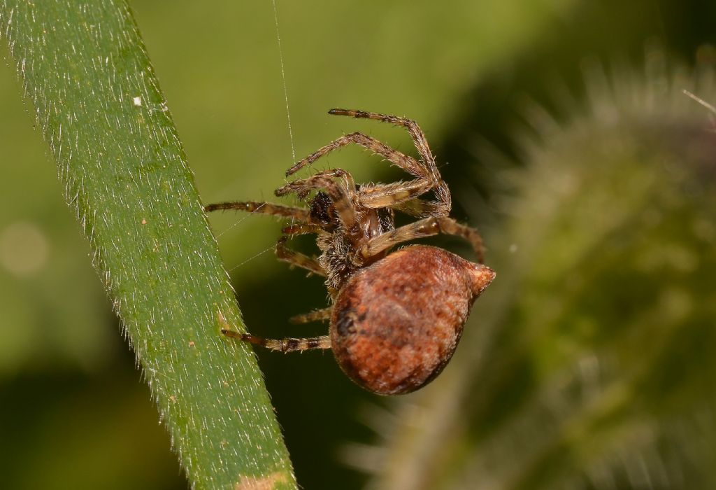 Araneidae:  Gibbaranea bituberculata - Grosseto
